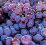 Resveratrol