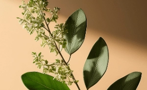 Boswellia