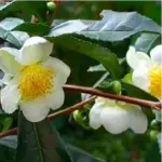 Camellia