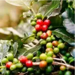 Chlorogenic Acid