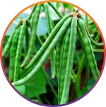 Choline