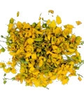 Senna Auriculata